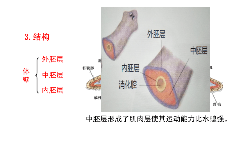 腔肠动物运动方式图片