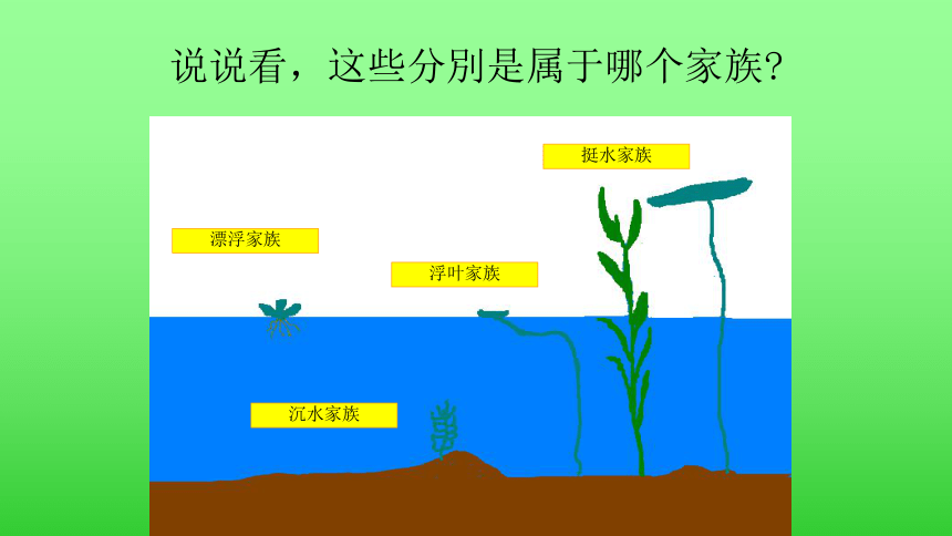 4.水生植物