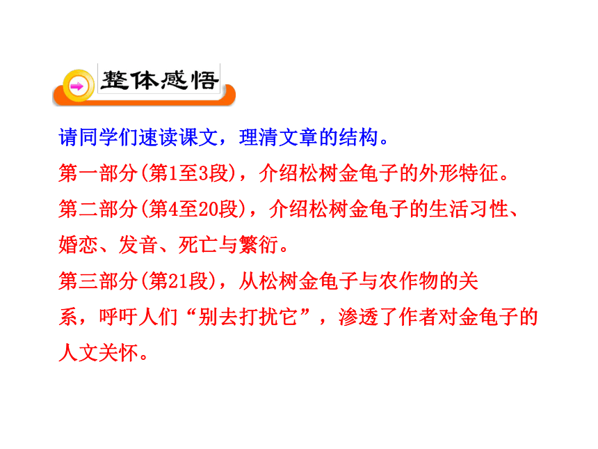 语文课件：16松树金龟子（节选）（苏教版七年级下）