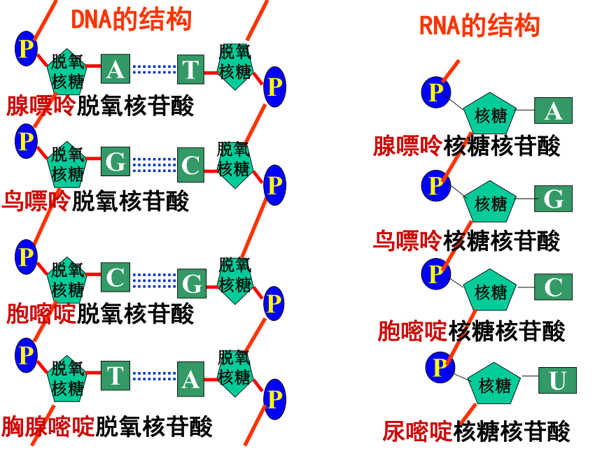 人教版生物必修1第2章第3节遗传信息的携带者--核酸（19张ppt）