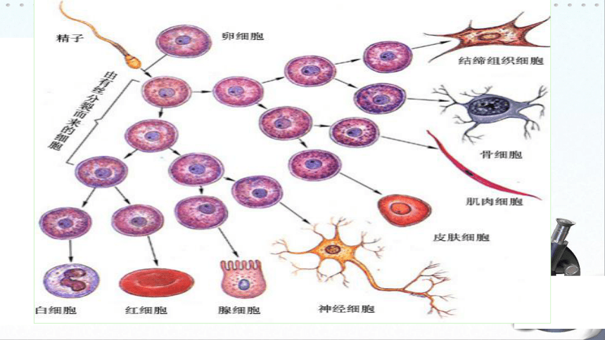 高中生物浙科版>必修1 第四章 细胞的增殖与分化第二节 细胞的分化课件（19张）
