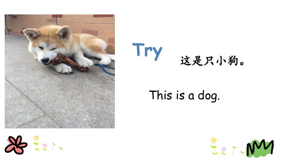 Lesson 2 Cats and dogs 课件 24张PPT 无音视频