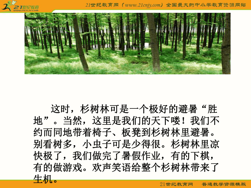 五年级语文上册课件（沪教版）： 快乐的杉树林