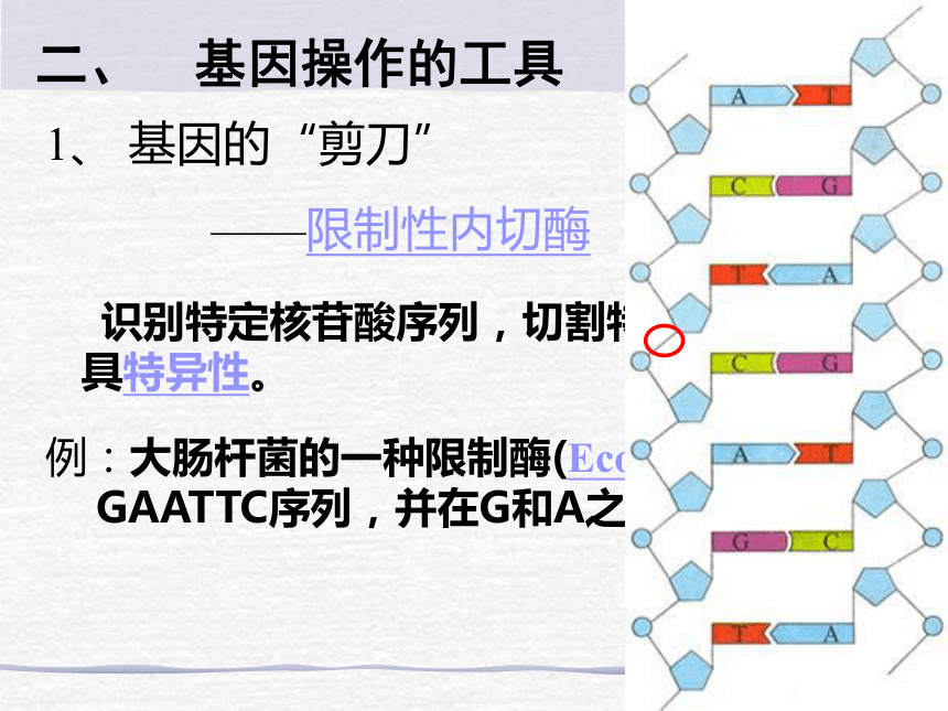 人教版生物必修2 第6章 第2节 基因工程及其应用 教学课件 （共30张PPT）
