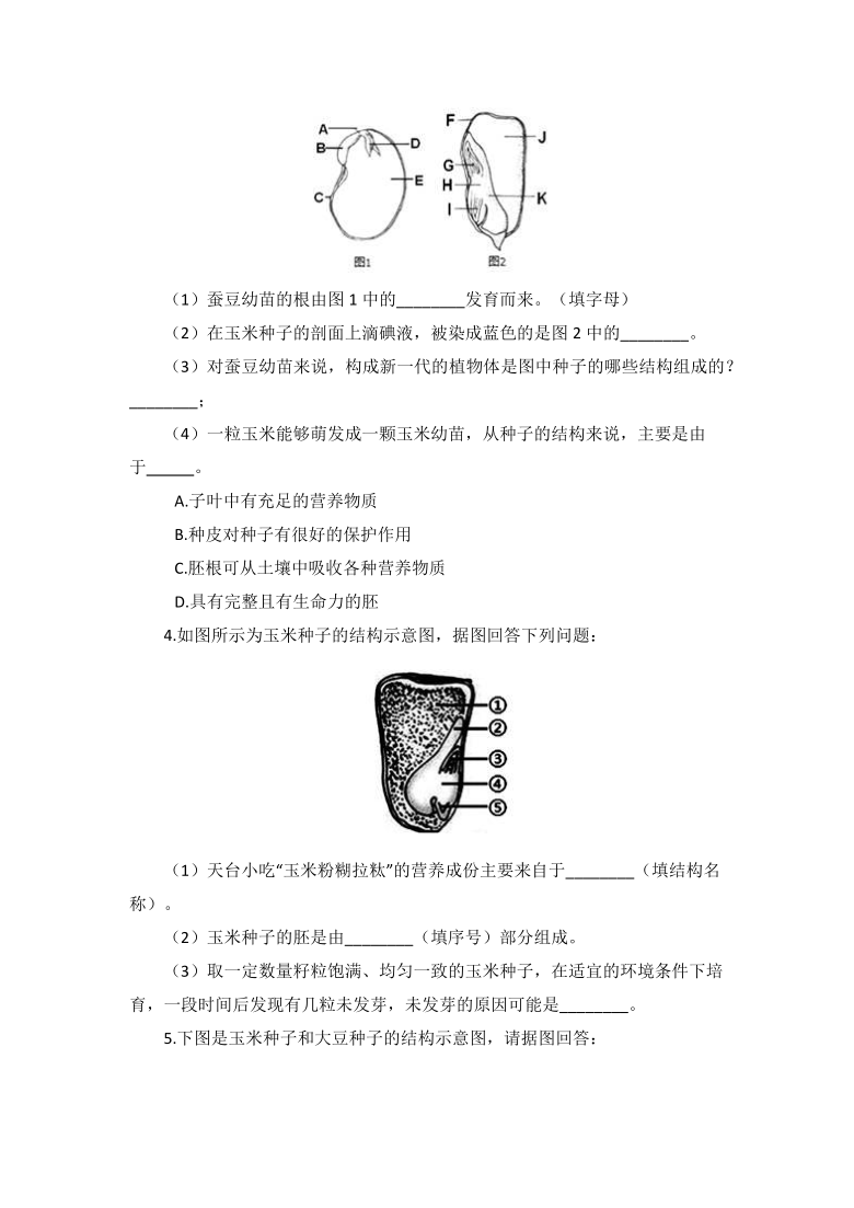 小麦颖果纵切图片