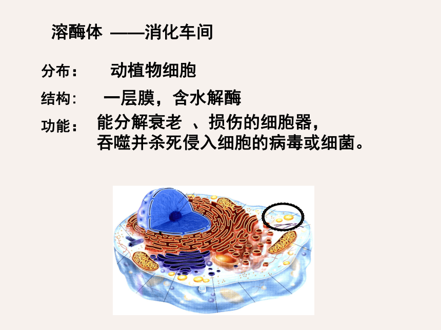 人教版高中生物必修一第三章第二节细胞器课件（32张）