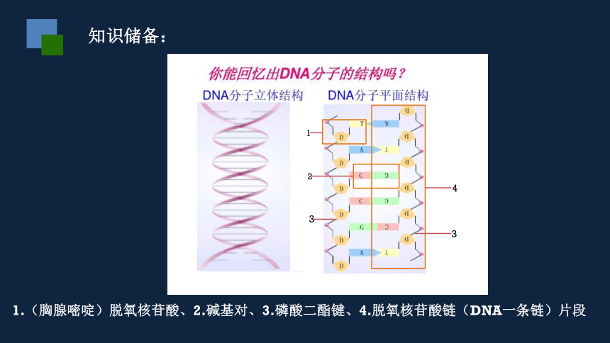 高中生物必修二第三章第二节DNA的复制课 件(人教版)(24张)