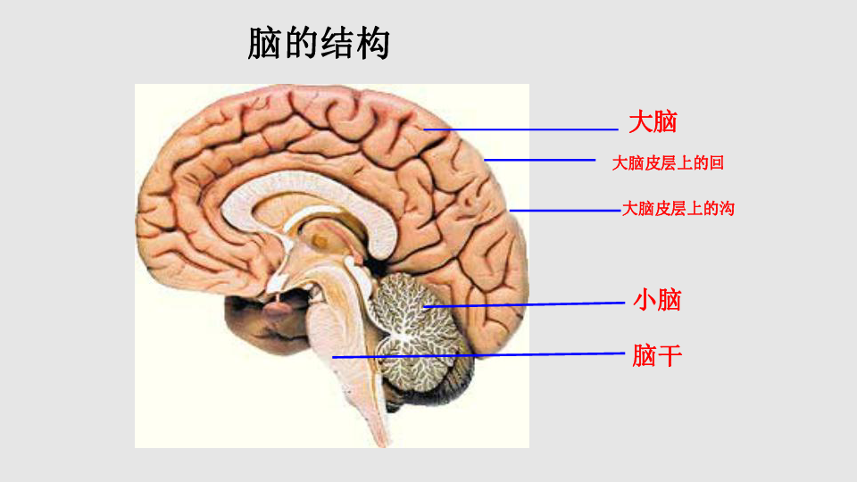 大脑和小脑的位置图片图片