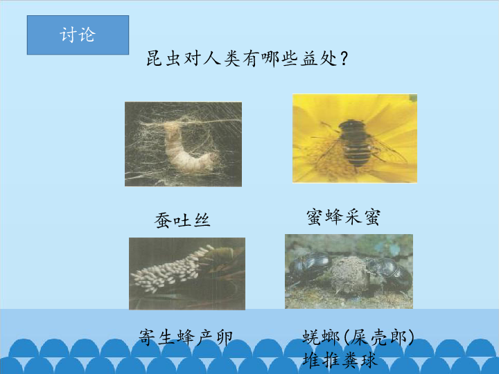 四年级下册科学课件-1.3  昆虫与人类的关系  昆虫是无脊椎动物 -北京课改版(共21张PPT)