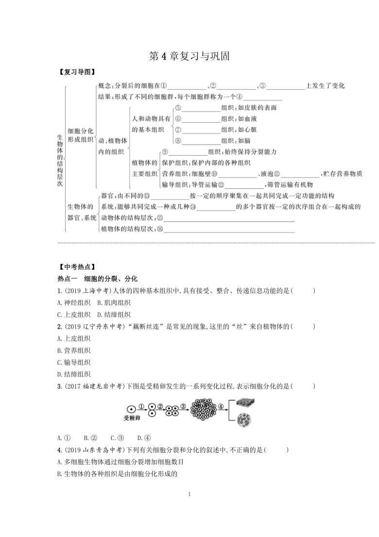 北师大版七年级生物上册第4章 生物体的结构层次 复习与巩固训练（word版含解析）