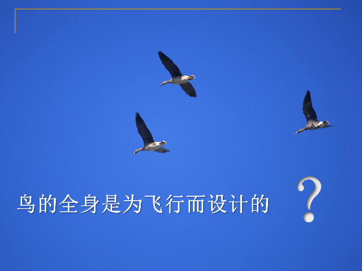 人教版八年级上册生物  5.1.6 鸟 课件 (35张PPT)