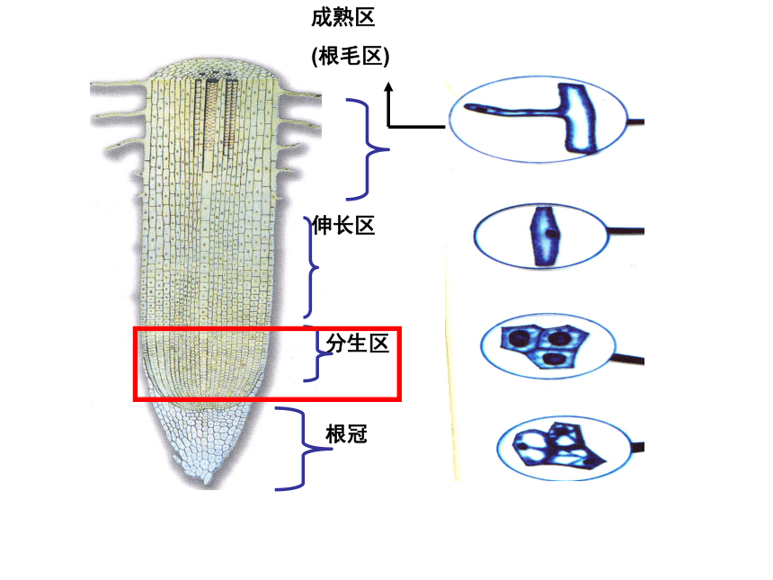 福建省晋江市季延中学人教版高中生物必修一课件：6.2细胞分化 (共32张PPT)