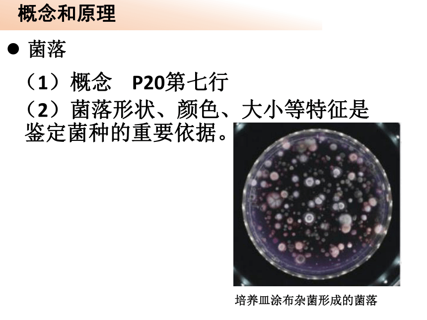 浙科版生物选修一第一部分 实验1 大肠杆菌的培养和分离 课件 （共23张PPT）