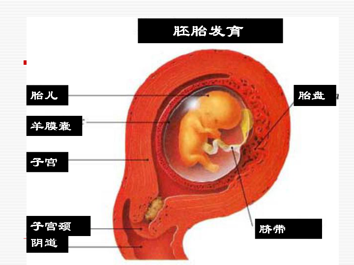 胚胎发育胚胎植入子宫后发育的营养来源胎儿的血管母亲的血管