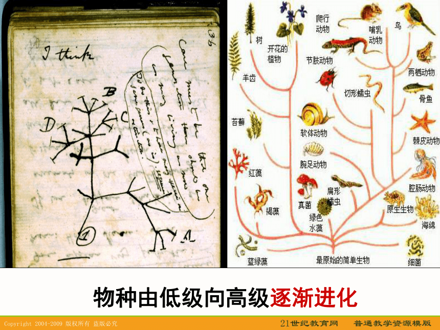 2010届高考历史专题复习精品系列72：《追寻生命的起源》