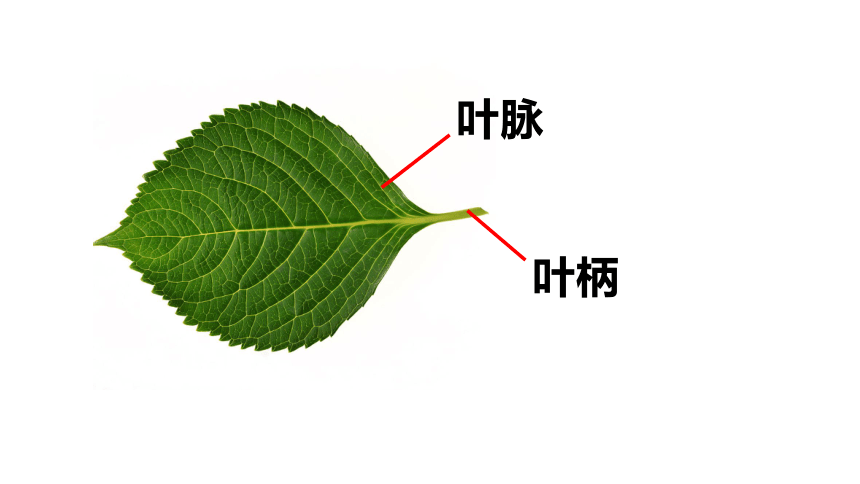 二年级美术下册课件13会变的花树叶苏少版14张ppt