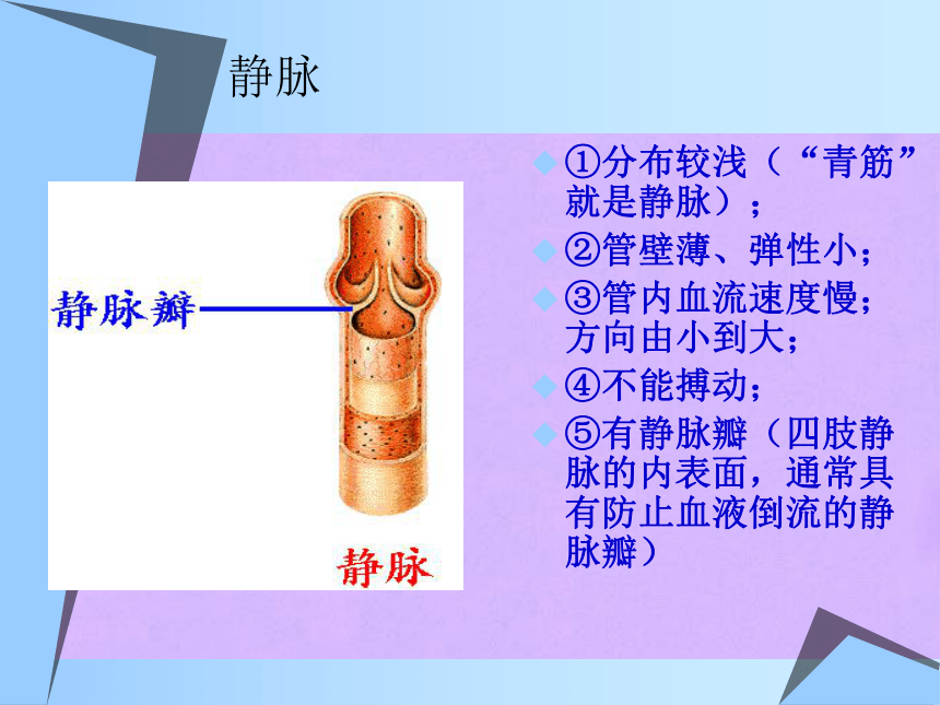 垂直静脉图片