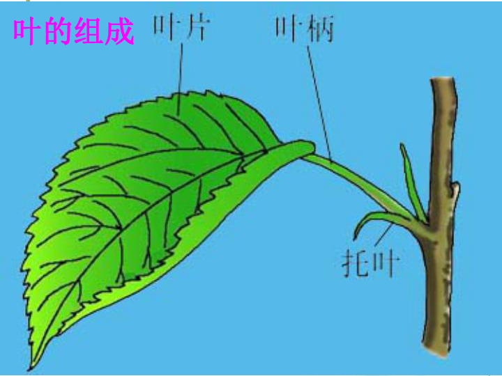 綠色植物的營養器官-葉(浙江省寧波市鄞縣)