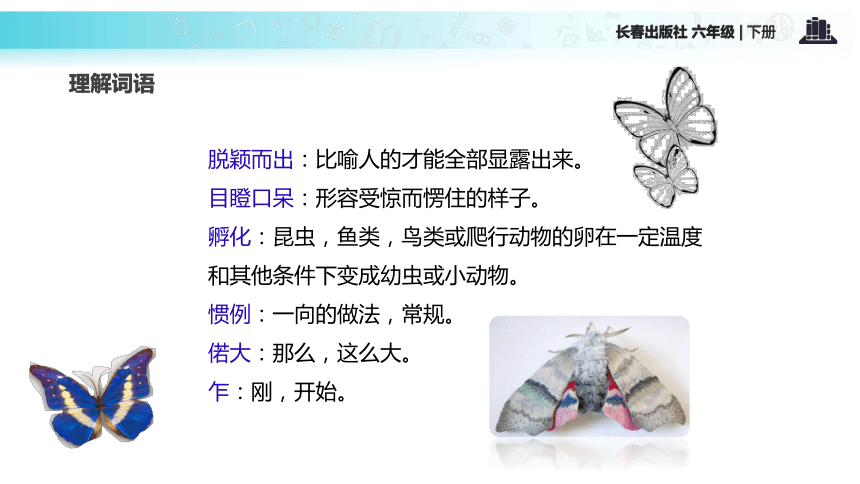 大孔雀蛾的晚会  课件 (共23张PPT)