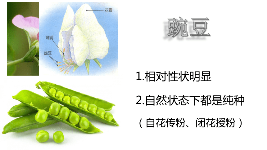 人教版八年级下册第七单元第二章第三节基因的显性和隐性课件（3５张ppt）