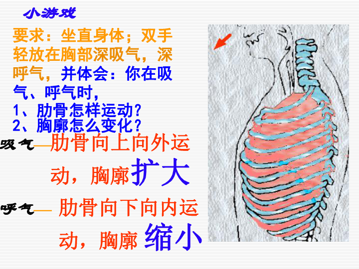 人教版七下第三章第二节发生在肺内的气体交换课件（共36张PPT）