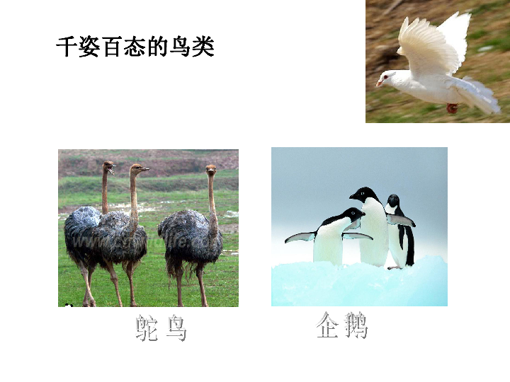苏科版七下生物 12.1 鸟类 课件(43张PPT)