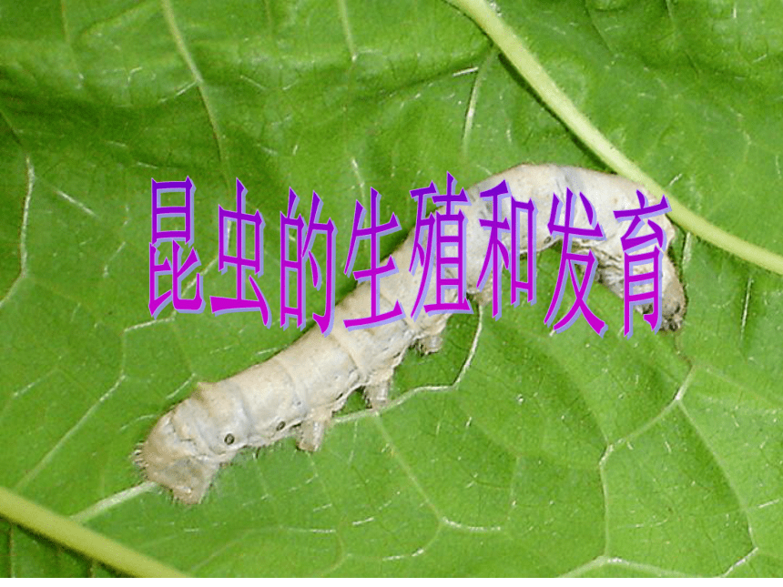 人教版八年级生物下册  7.1.2昆虫的生殖和发育 课件 （共27张PPT）