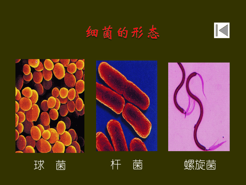 苏教版初二上册生物第三节--千神奇的微生物课件(35张PPT)