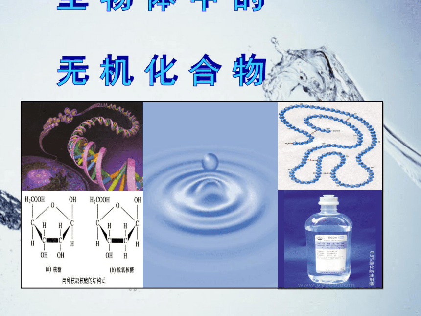 沪科版高中生物第一册第2章第1节生物体中的无机化合 课件 (2)18张