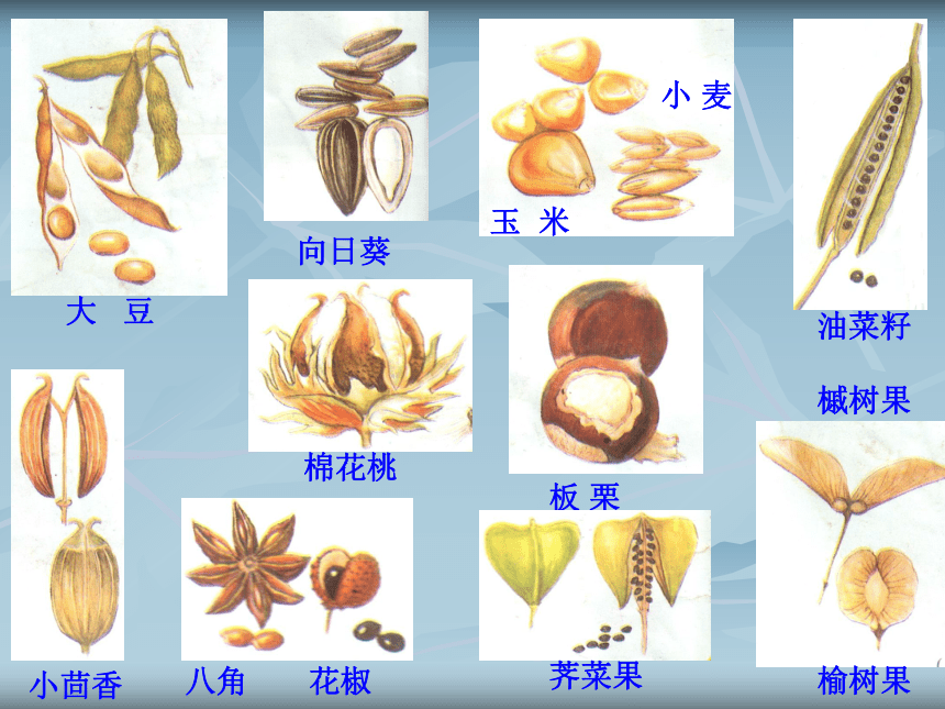 1.6-1.7 植物的果实和植物的种子 课件