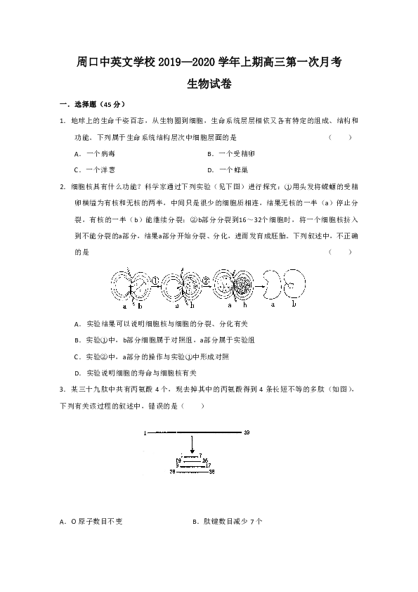 河南省周口中英文学校2020届高三10月月考生物试题