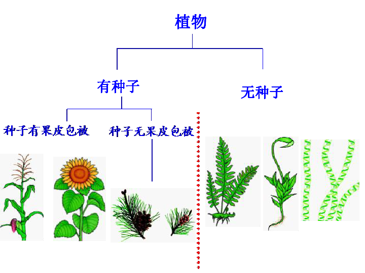 人教版八年级上册生物  6.1.1 尝试对生物进行分类 课件   (共23张PPT)