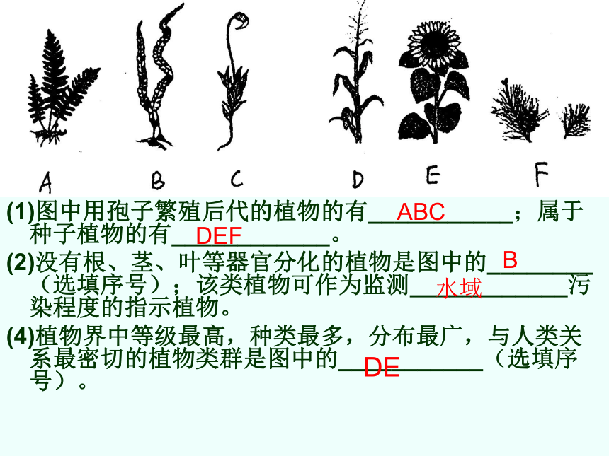 济南版 七年级上册生物 期中复习  第一节 绿色植物的主要类群课件（29张PPT）