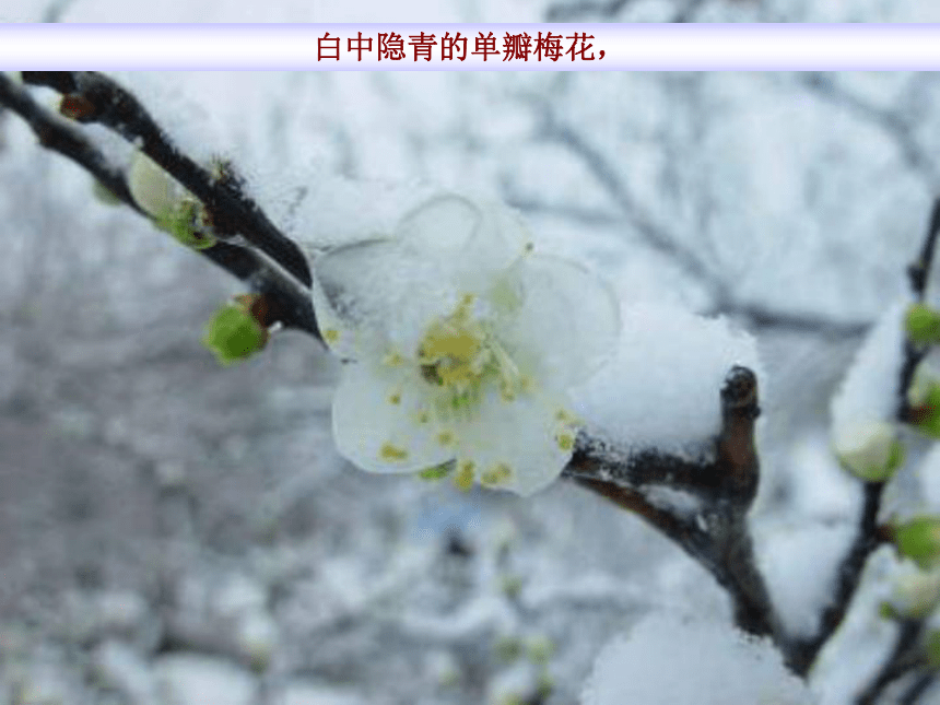 雪课件