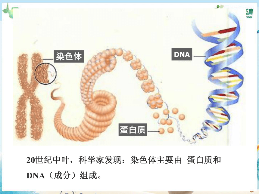 3.1 DNA是主要的遗传物质（共16张PPT）