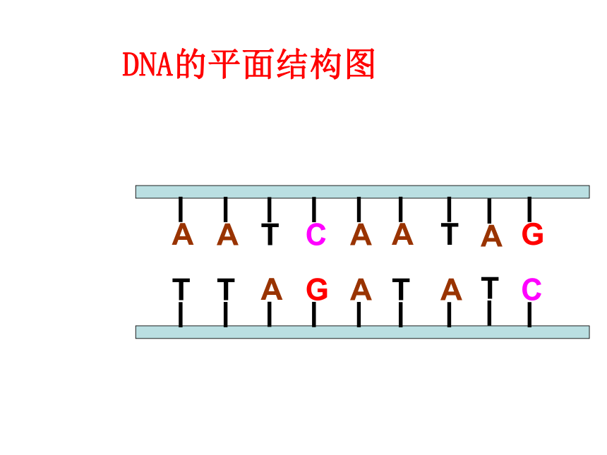 苏教版生物必修2第三节《基因控制蛋白质的合成》课件1