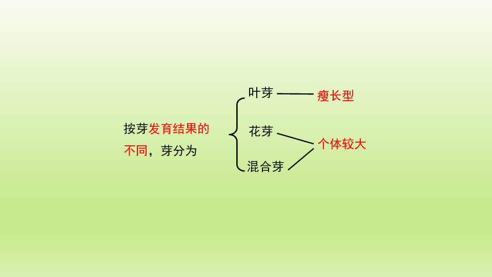 冀教版八年級生物上冊313芽的發育課件共17張ppt