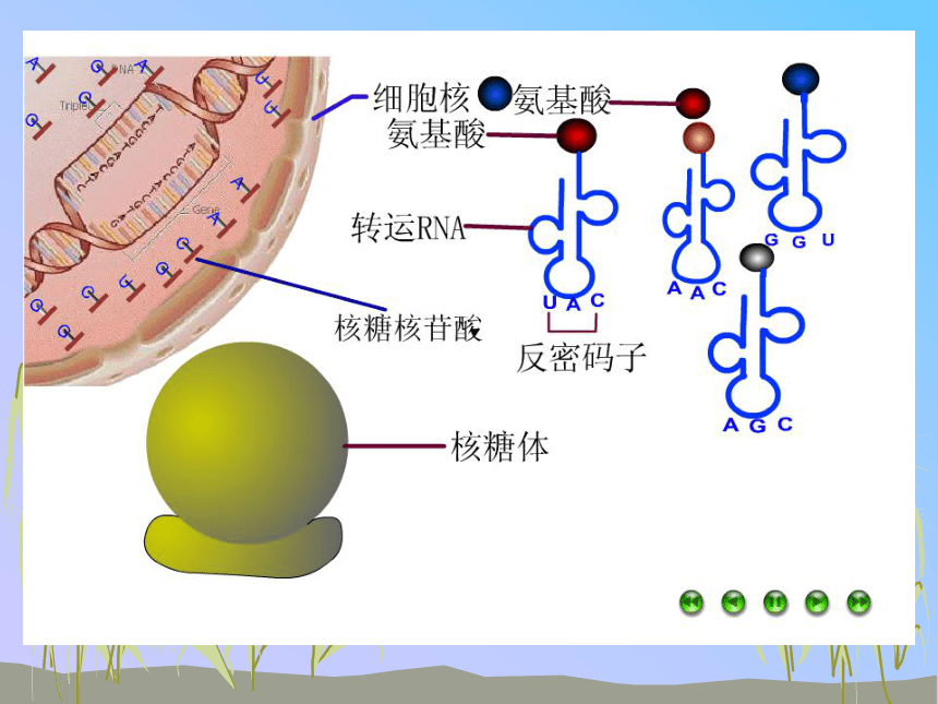 高中生物人教版必修二第四章第1节 基因指导蛋白质的合成   课件（55张PPT）