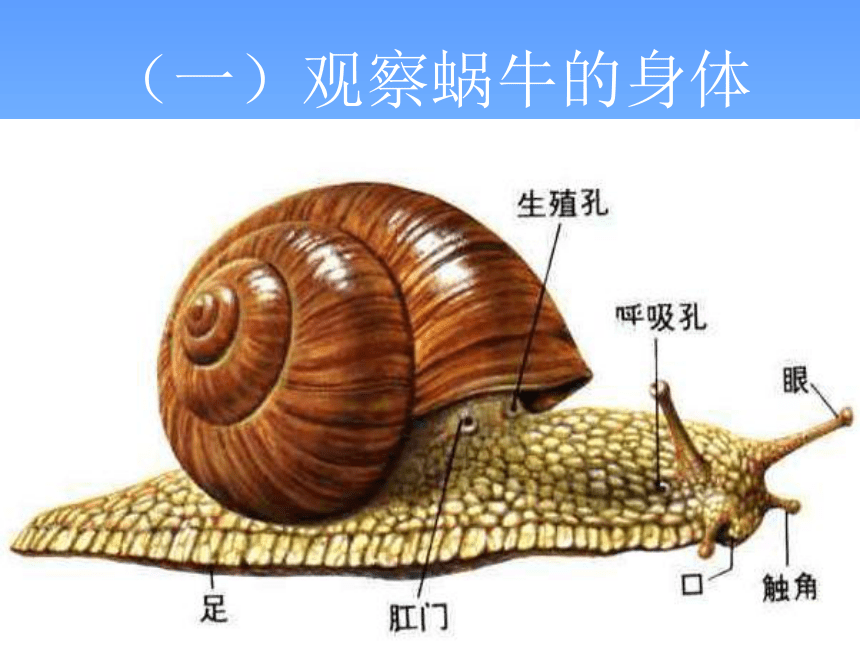 教科版三年级科学 第2课 蜗牛 课件