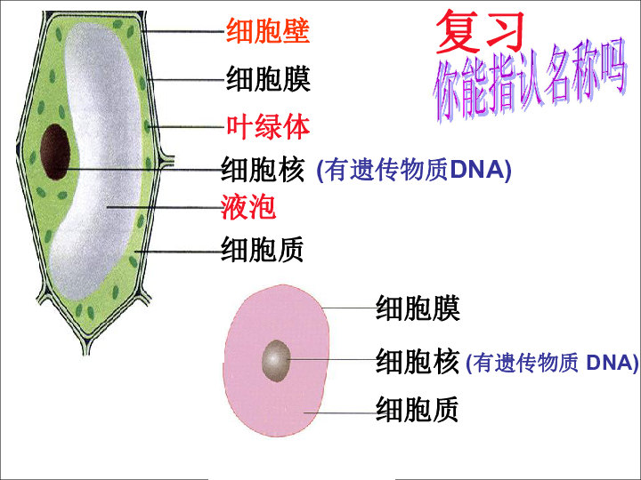 《细菌》课件(共45张PPT)