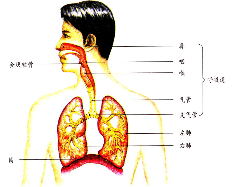 人教版生物七年级下册第三章 第一节_呼吸道对空气的处理 课件(共21张PPT)