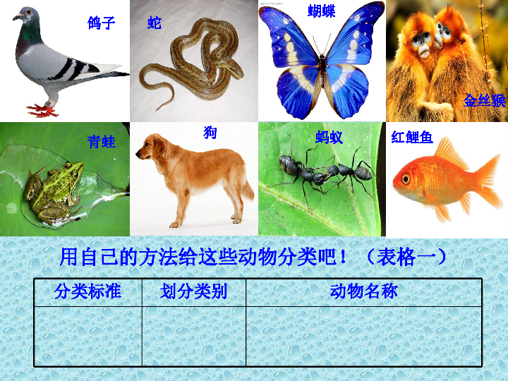 五年级下册科学课件-1.1  形形色色的动物｜鄂教版  (共15张PPT)