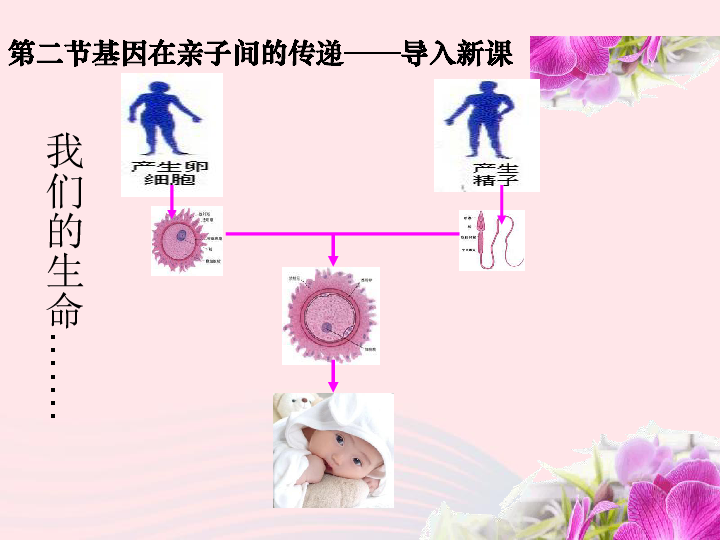 八年级生物下册第七单元第二章第二节基因在亲子代间的传递课件（20张PPT）