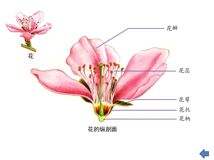 花萼是花的哪个部分图片
