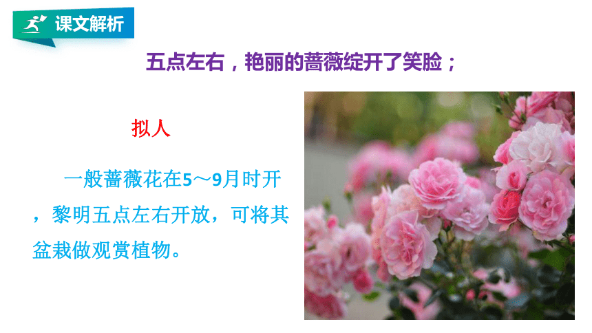 花钟第二课时PPT图片