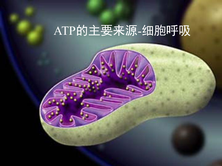 高中生物人教版必修一第五章第3节 ATP的主要来源细胞呼吸课件 (共32张PPT)