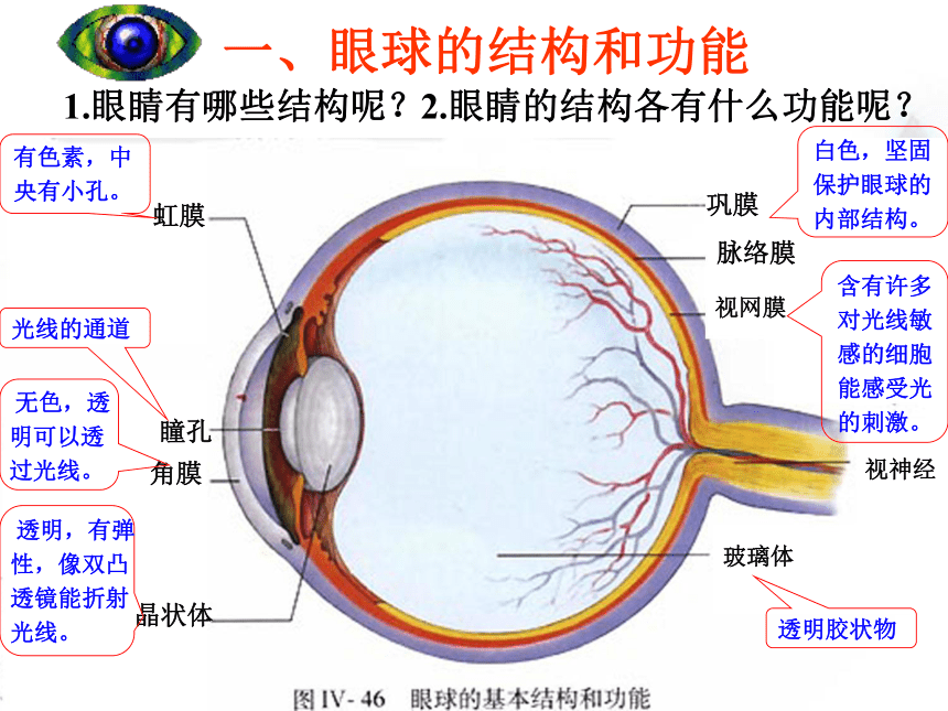 人教版生物七年下册第六章第一节人体对外界环境的感知 34张PPT