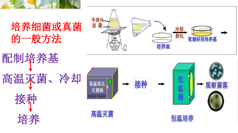 人教版八年级生物上册第五单元第四章 细菌和真菌 期末复习课件（31张PPT）