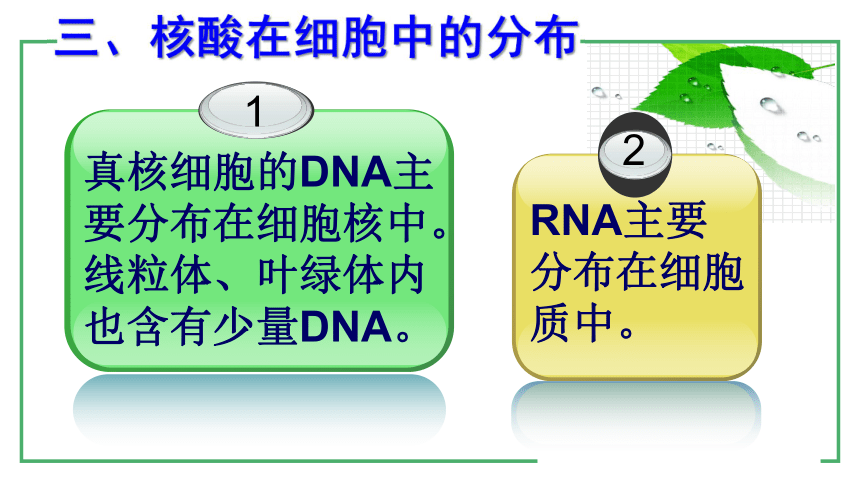 人教版必修1第二章第3节遗传信息的携带者——核酸（共25张PPT）