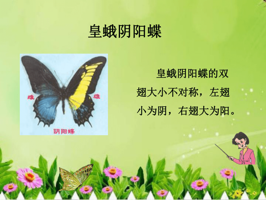台湾蝴蝶甲天下课件 (共31张PPT)